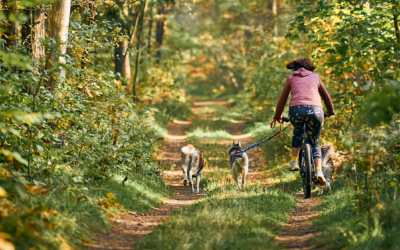 Top 5 Cycling Trails in the New Forest